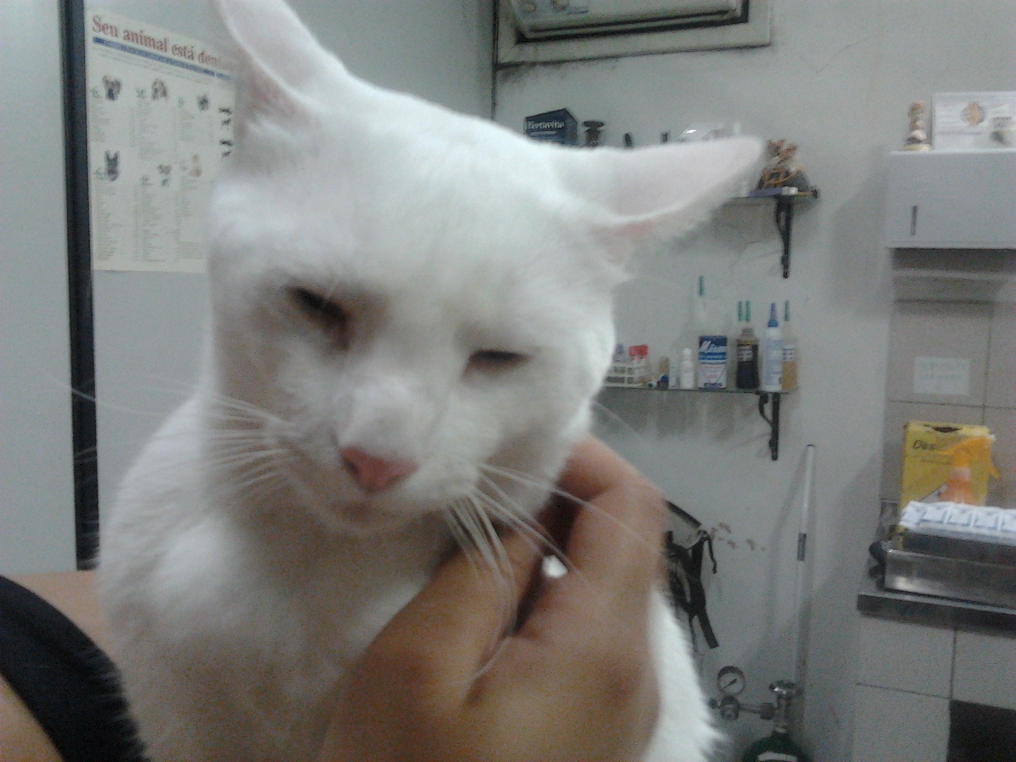 Gato Anestesiado